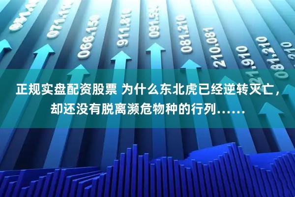 正规实盘配资股票 为什么东北虎已经逆转灭亡，却还没有脱离濒危物种的行列……